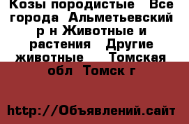 Козы породистые - Все города, Альметьевский р-н Животные и растения » Другие животные   . Томская обл.,Томск г.